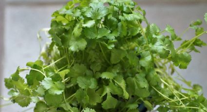 Huerto urbano: Aprende a cultivar cilantro sin semilla con esta guía paso a paso