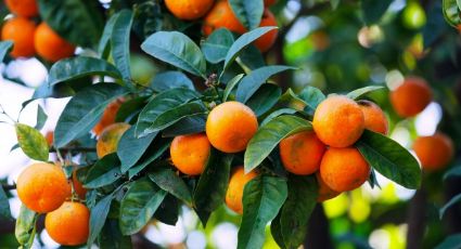 ¿Cuál es el mejor lugar para plantar un árbol de mandarinas? Guía básica para tener éxito