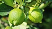 3 trucos sencillos para eliminar plagas de un árbol limonero con ingredientes naturales