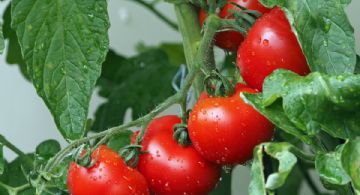 Huerto en casa: 5 cultivos que puedes sembrar junto a una planta de tomates