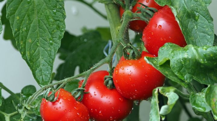 Huerto en casa: 5 cultivos que puedes sembrar junto a una planta de tomates