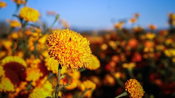5 propiedades medicinales de la flor de cempasúchil que te sorprenderán