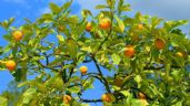 Árboles frutales en maceta: 2 abonos caseros y con ingredientes de cocina que puedes hacer