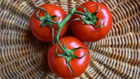 Planta de tomate: 6 datos que debes de saber si es la primera vez que la cultivarás