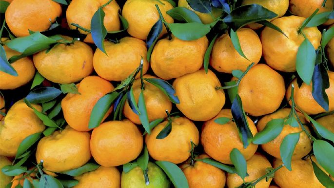 La guía básica para aprender a cuidar un árbol de mandarinas durante la temporada de frío