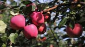 ¿Cómo plantar árboles frutales durante el invierno? Guía de recomendaciones para el mes de diciembre