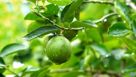 ¿Cómo cultivar un árbol limonero por esqueje? Esto es lo que debes hacer