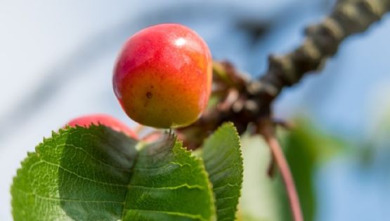 ¿Cómo cuidar los árboles frutales en el invierno? Sigue esta guía básica para mantenerlos saludables
