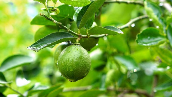 ¿Cómo cultivar un árbol limonero por esqueje? Esto es lo que debes hacer