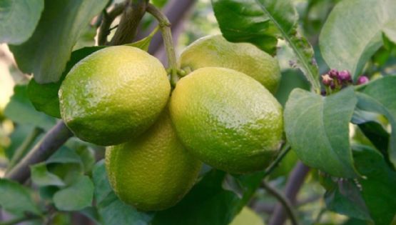 Descubre los diferentes tipos de limoneros y las mejores variedades para tener en el huerto