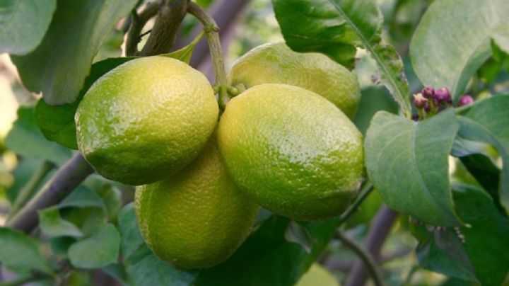 Descubre los diferentes tipos de limoneros y las mejores variedades para tener en el huerto