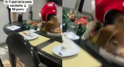 Perrito aprovecha que su familia intercambia regalos para comerse la cena de Navidad
