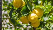 ¿Dónde se debe plantar un limonero? Conoce las mejores condiciones para que crezca sano y fuerte