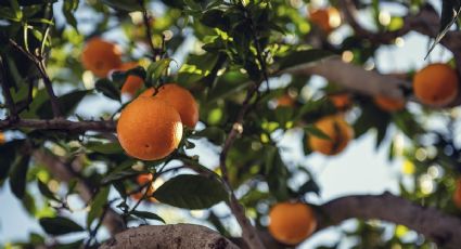 ¿Cómo debo cuidar mis árbol de naranja en temporada invernal?, sigue estos consejos