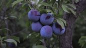 Árboles frutales: Estos son los mejores abonos para tu ciruelo, la fruta de temporada
