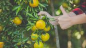 Árboles frutales: 3 especies que puedes plantar en maceta y tenerlos dentro de la casa
