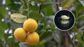 ¿Qué plagas atacan más a los limoneros? Identifícalas y evita que tus árboles enfermen