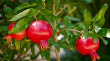 5 árboles frutales que podrás plantar en tu huerto casero de forma exitosa en junio por la temporada