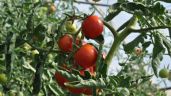 ¿Encontraste gusanos en tus plantas de tomate? Elimínalos así con este remedio casero