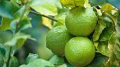 ¿Cómo eliminar hongos en el árbol limonero con jabón potásico? Guía de uso paso a paso