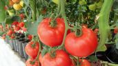 Huertos caseros: Prepara este fertilizante casero para que tu planta de tomates explote de frutos