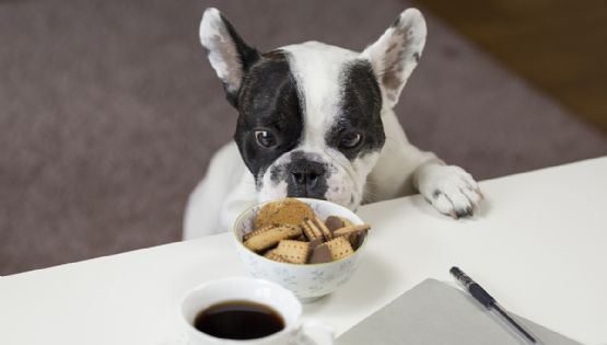¡No te arriesgues! Estas son las razones por las que no deberías probar la comida para tu perro