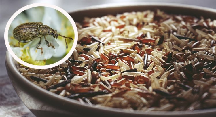 Elimina los gorgojos de la alacena con este remedio casero que preparas con ingredientes de cocina