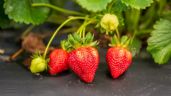¿Cómo cuidar de una planta de fresas en tu huerto en casa? Sigue estas recomendaciones