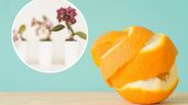 Usa las cáscaras de naranja para preparar el mejor abono que hará que tus orquídeas florezcan