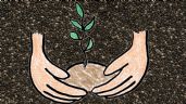 Guía básica para cultivar tu propia planta de chía en tu huerto casero