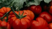 Huertos caseros: Con este tip lograrás que tu planta de tomates esté siempre saludable y productiva