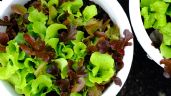 Cómo hacer una maceta de autorriego para cultivar hierbas aromáticas y vegetales