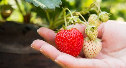 5 errores básicos que impiden el crecimiento de tus fresas en huertos, evítalos a toda costa