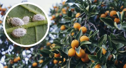 Efectiva mezcla de 4 ingredientes que te ayudará a eliminar la cochinilla algodonosa de tus árboles frutales