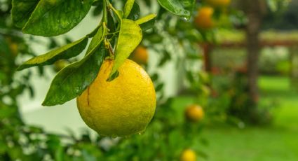 2 Abonos Orgánicos que puedes preparar con desechos para tu limonero de forma sencilla