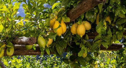 6 Errores que podrías estar cometiendo en tu limonero para no dar frutos
