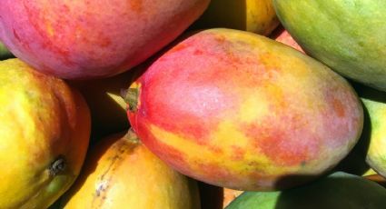 ¿Cuándo empieza y termina la temporada de mango en México?
