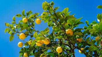 Este poderoso abono casero con vinagre ayudará a dar los mejores frutos en tu limonero