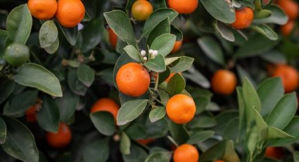 Temporada de mandarinas: 3 abonos orgánicos para que den más frutos en esta temporada