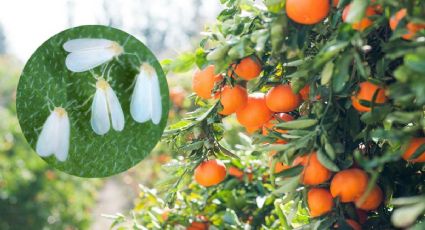 Elimina la mosca blanca de tus árboles frutales con este remedio casero en solo 5 minutos ¡la amarás!