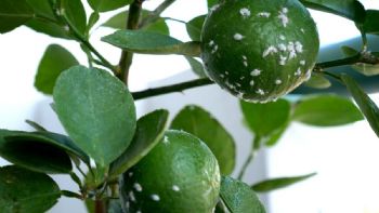 Huerto urbano: ¿Cómo prevenir o eliminar la mosca blanca de los árboles frutales?