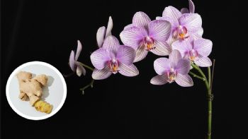 Abono orgánico para orquídeas y geranios con ingredientes caseros