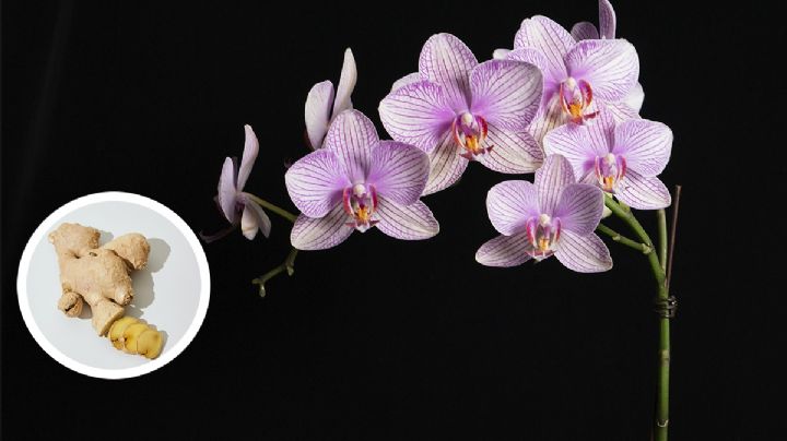 Solo 2 ingredientes de tu cocina bastarán para que tus orquídeas y geranios exploten de flores con este abono orgánico