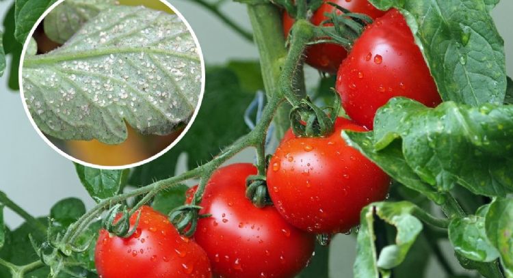 Mosca blanca en cultivos de tomate: Mezcla casera para eliminarlas