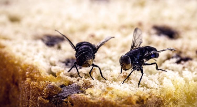 ¿Es peligroso para la salud que una mosca se pare en la comida? Esto dicen los expertos