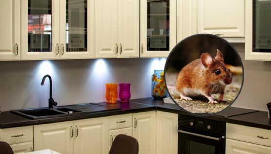¿Cómo saber si tengo plaga de ratones en la cocina? Busca estas señales
