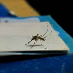 2 consejos caseros para eliminar los mosquitos de la casa con ingredientes de cocina